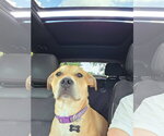 Small #2 Labrador Retriever Mix