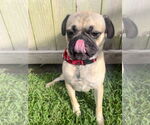 Small #4 Pug Mix