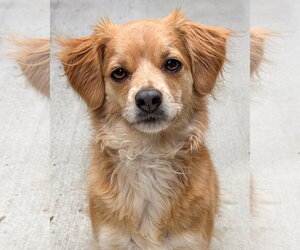 Bella - Female Chihuahua-Unknown Mix Dog for Adoption - Photo #2