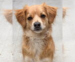 Small Photo #2 Chihuahua-Unknown Mix Puppy For Sale in Sequim, WA, USA