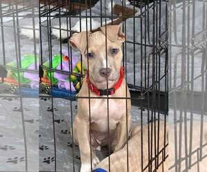 Bonnie (puppy) - Female Mutt Dog for Adoption - Photo #4
