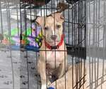 Small Photo #4 Mutt Puppy For Sale in Rockville, MD, USA