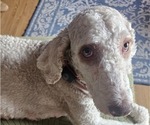 Small Photo #1 F2 Aussiedoodle Puppy For Sale in LEBANON, ME, USA