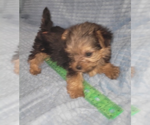 Medium Photo #166 Yorkshire Terrier Puppy For Sale in AKRON, OH, USA