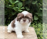 Small #1 Shih Tzu