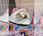 Small #3 Chihuahua Mix