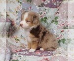 Small Photo #22 Miniature Australian Shepherd Puppy For Sale in HARRISON, OH, USA