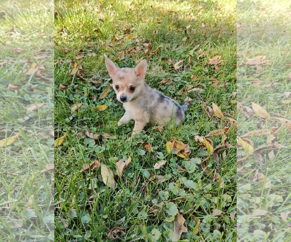 Medium Photo #3 Chiranian Puppy For Sale in St. Louis Park, MN, USA