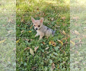 Tom Petty - Male Chiranian Dog for Adoption - Photo #3