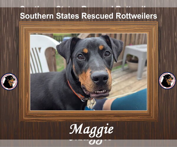 Medium Photo #2 Rotterman Puppy For Sale in White Hall, AR, USA