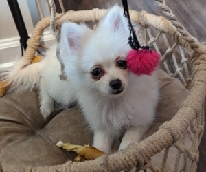 Pomeranian Puppy for sale in LELAND, NC, USA