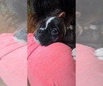 Puppy Puppy 3 Boxer
