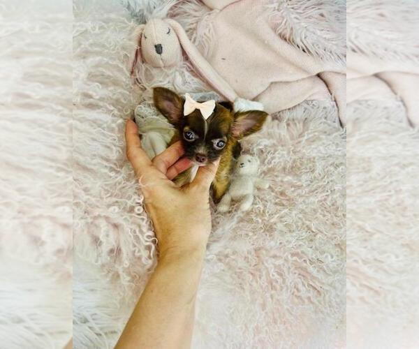 Medium Photo #1 Chihuahua Puppy For Sale in PEMBROKE PINES, FL, USA