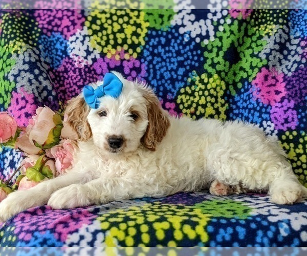 Medium Photo #2 Goldendoodle (Miniature) Puppy For Sale in GLEN ROCK, PA, USA