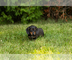 Small #5 Dachshund