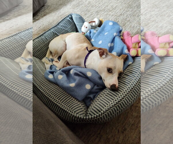 Medium Photo #1 Dachshund-Whippet Mix Puppy For Sale in Aurora, CO, USA