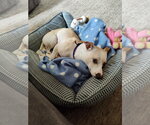 Small Dachshund-Whippet Mix