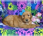 Small Photo #5 Golden Retriever Puppy For Sale in DELTA, PA, USA