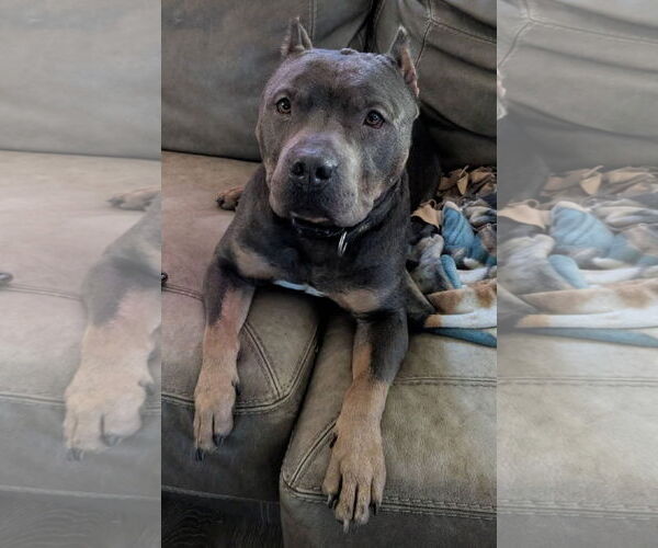 Medium Photo #4 American Pit Bull Terrier-Unknown Mix Puppy For Sale in Sanford, FL, USA