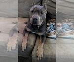 Small #3 American Pit Bull Terrier Mix
