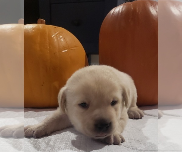 Medium Photo #28 Labrador Retriever Puppy For Sale in OLYMPIA, WA, USA