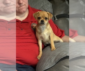 Carlin Pinscher Puppy for sale in COBB, WI, USA