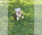 Small #3 Boston Terrier