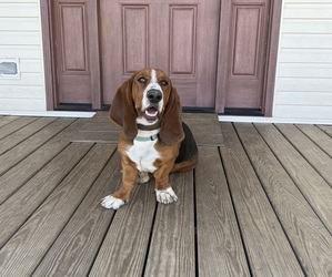 Father of the Basset Hound puppies born on 06/16/2025