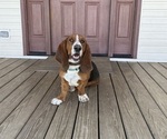 Small Photo #1 Basset Hound Puppy For Sale in LIBERTY, NC, USA