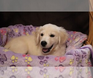 English Cream Golden Retriever Puppy for Sale in LANCASTER, Wisconsin USA