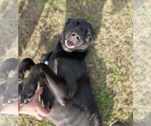 Andy - Male Labrador Retriever-Unknown Mix Dog for Adoption - Photo #2