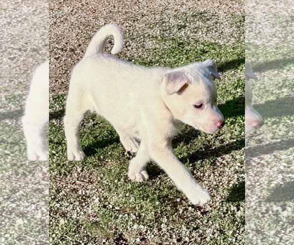 Medium Photo #12 Gerberian Shepsky Puppy For Sale in Corona, CA, USA