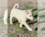 Small #11 Gerberian Shepsky