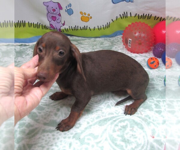 Medium Photo #4 Dachshund Puppy For Sale in RATTAN, OK, USA