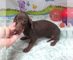 Small #3 Dachshund