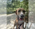 Small #1 Labrador Retriever Mix