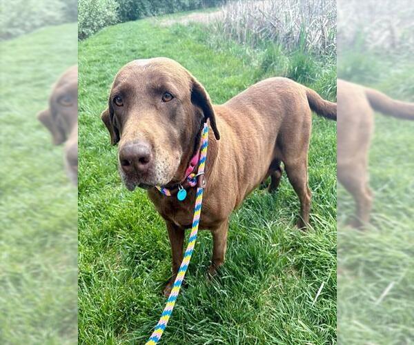 Medium Photo #1 Labrador Retriever Puppy For Sale in Waterford, VA, USA