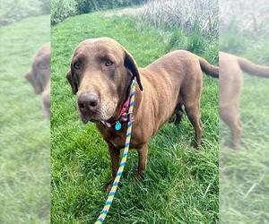 Labrador Retriever Dogs for adoption in Waterford, VA, USA