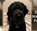 Small Photo #1 Double Doodle Puppy For Sale in COOS BAY, OR, USA