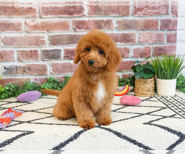 Medium Photo #5 Cavapoo (Miniature) Puppy For Sale in SYRACUSE, IN, USA