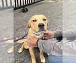 Small #1 Labrador Retriever Mix