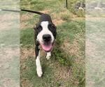 Small American Staffordshire Terrier