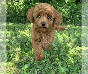 Goldendoodle (Miniature) Puppy for sale in FRANKLIN, IN, USA