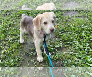 Shepradors Dogs for adoption in Princeton, MN, USA