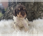 Small Photo #11 Goldendoodle Puppy For Sale in CANON, GA, USA