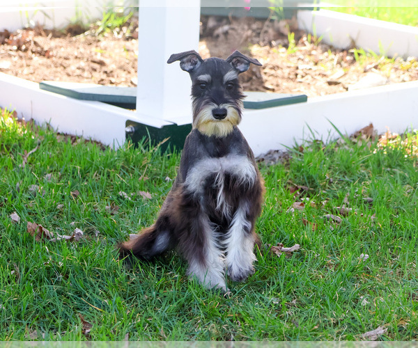 Medium Photo #7 Schnauzer (Miniature) Puppy For Sale in SYRACUSE, IN, USA