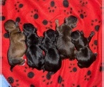 Small #4 Yorkshire Terrier