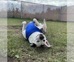 Small #2 American Bulldog Mix