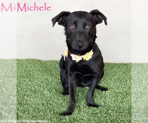 Medium Photo #1 Mutt Puppy For Sale in San Diego, CA, USA