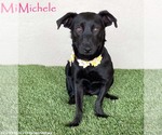 Michele - Female Mutt Dog for Adoption - Small photo